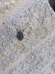 Brochymena