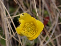 Ranunculus multiscapus