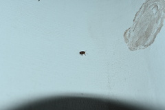 Cryptocephalus implacidus