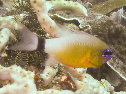Ringtail Cardinalfish