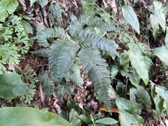 Pteris grevilleana
