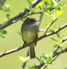 Empidonax traillii
