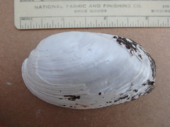 Ortmanniana ligamentina