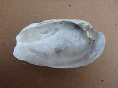 Ortmanniana ligamentina