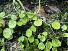 Peperomia rotundifolia