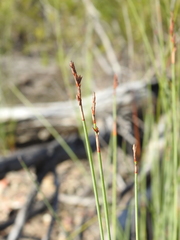 Machaerina juncea