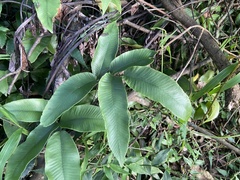 Diplazium donianum