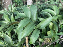 Diplazium donianum