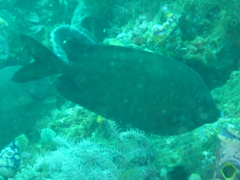 Siganus punctatissimus