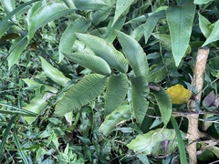 Diplazium donianum