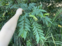 Tetradium glabrifolium