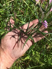 Epilobium pallidiflorum