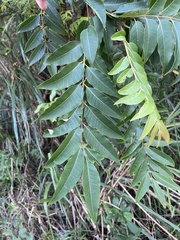 Tetradium glabrifolium