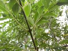 Tetradium glabrifolium