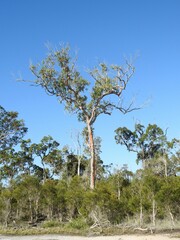 Eucalyptus hallii