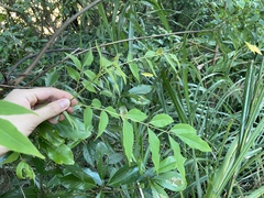 Tetradium glabrifolium