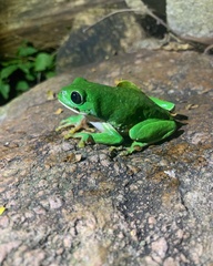 Agalychnis dacnicolor