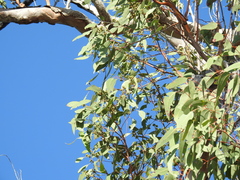 Eucalyptus hallii