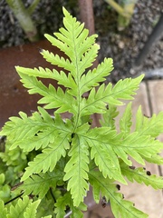 Doryopteris