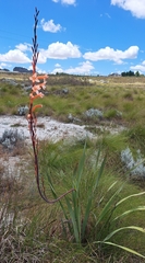 Watsonia stokoei