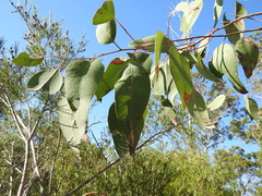 Eucalyptus hallii