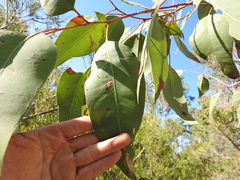 Eucalyptus hallii