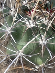 Sclerocactus cloverae