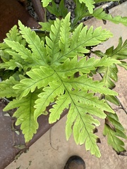 Doryopteris