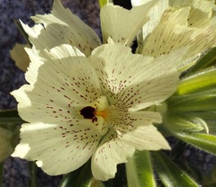 Mohavea confertiflora