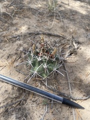 Sclerocactus cloverae