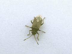 Rhypodes
