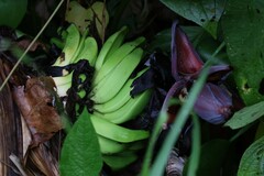 Musa × paradisiaca