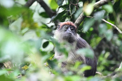 Piliocolobus tephrosceles