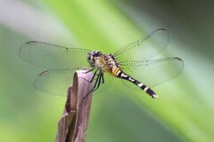 Erythrodiplax attenuata