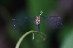 Erythrodiplax attenuata