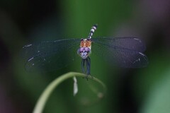 Erythrodiplax attenuata