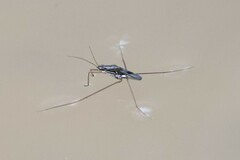 Limnogonus