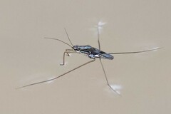 Limnogonus