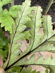Doryopteris