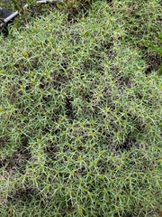 Azorella prolifera
