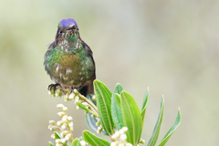 Ramphomicron microrhynchum