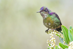 Ramphomicron microrhynchum