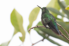 Eriocnemis cupreoventris