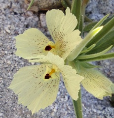 Mohavea confertiflora
