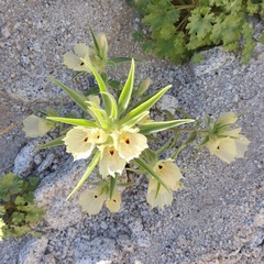 Mohavea confertiflora