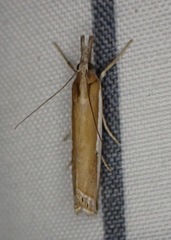 Crambus praefectellus