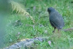 Grallaria squamigera