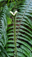 Diplopterygium glaucum