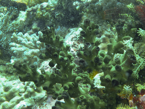 Photo of Branching cup coral (Tubastraea micranthus)