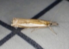 Crambus praefectellus